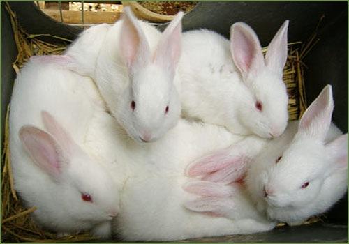 按照家兔的主要产品及经济用途,可分为肉用兔,毛用兔,皮用兔,试用兔等
